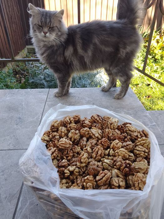 Волоські горіхи цільні очищені