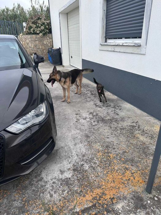 pastor alemã fêmea para adoção