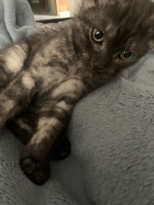 Віддам кошенятко в добрі руки