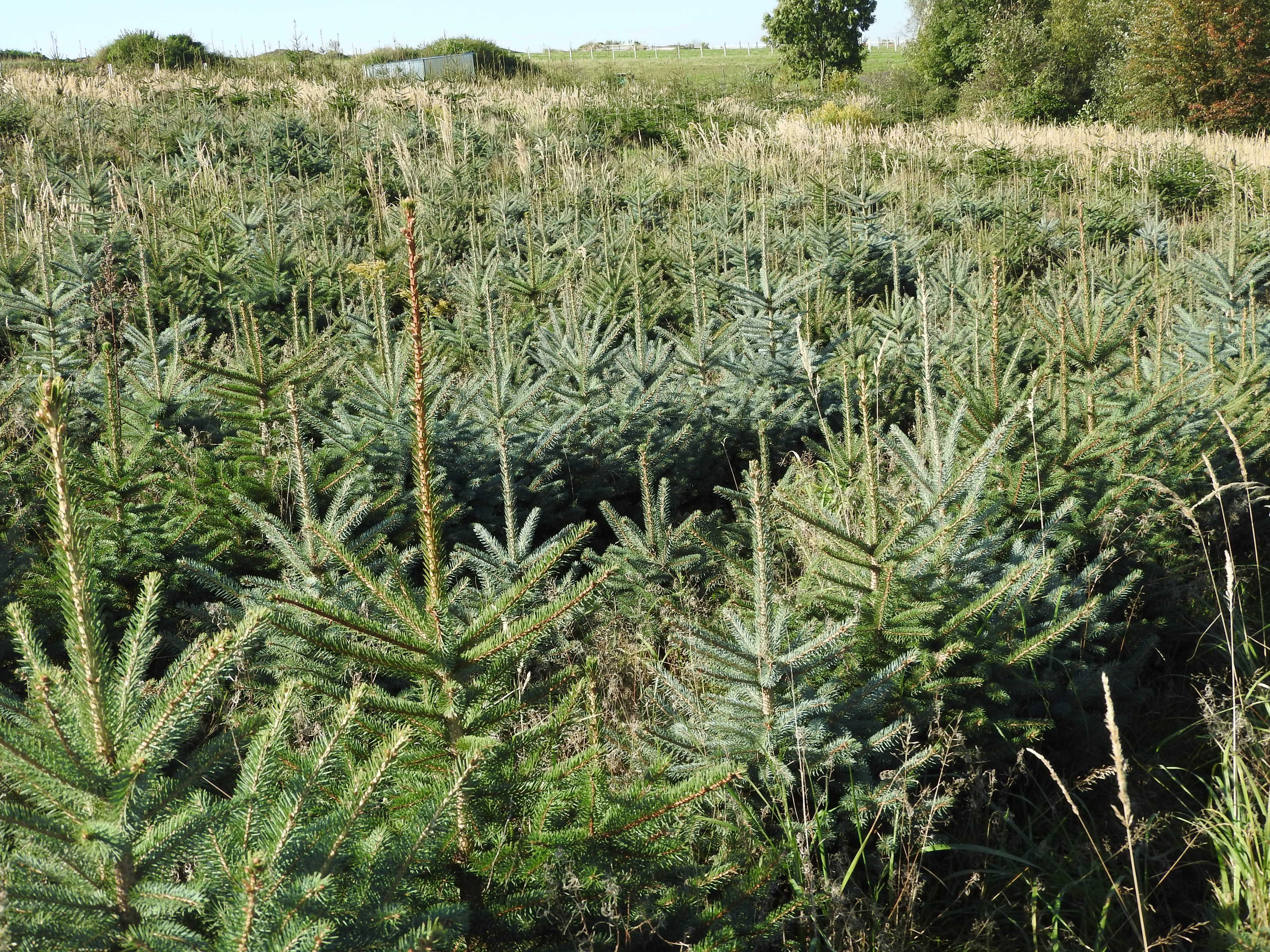 Plantacja choinek , świerk srebrny , jodła kaukaska