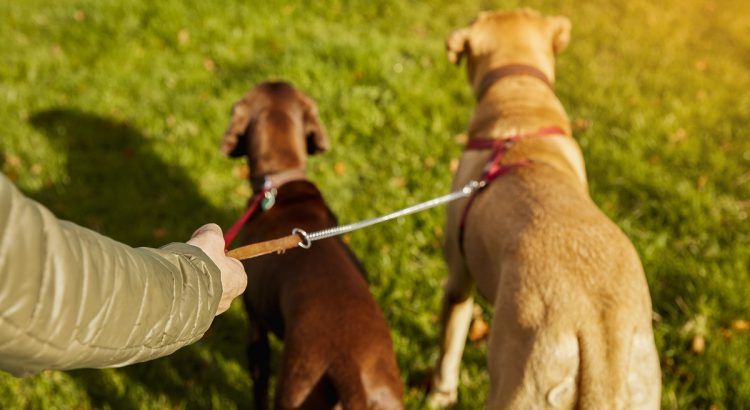 Serviço de Passear cães / Dog walking