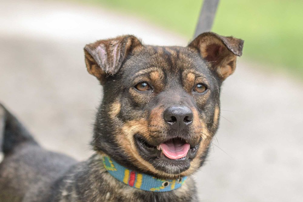 Nankin - nieduży młodziak szuka swojej rodziny