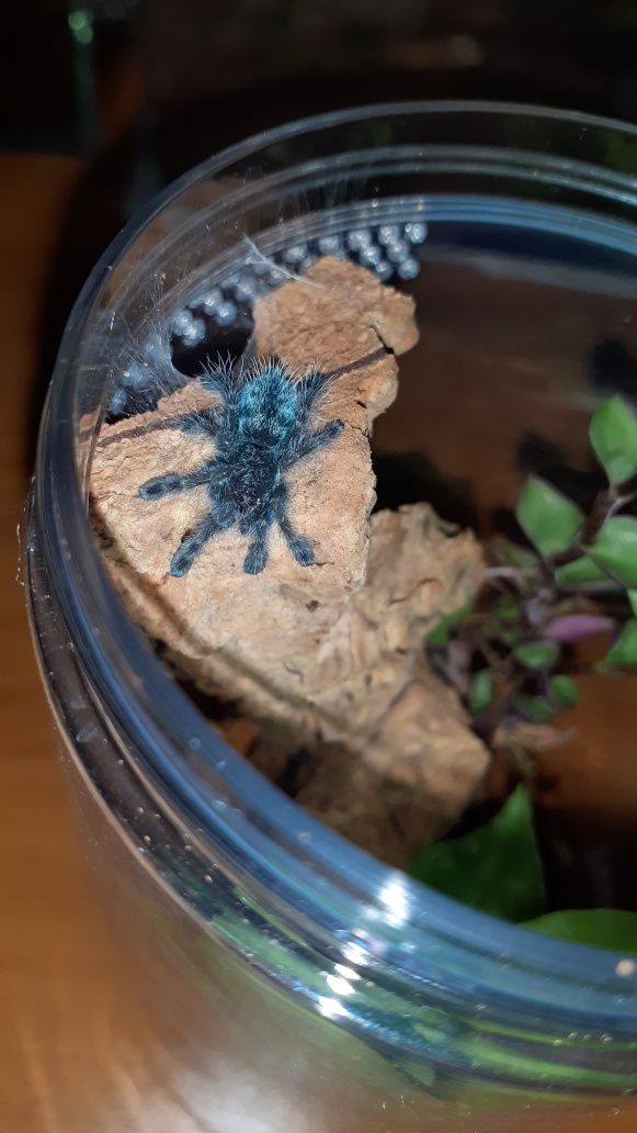Zestaw startowy. Caribena versicolor l2+ pojemnik+ karmówka+ gratis