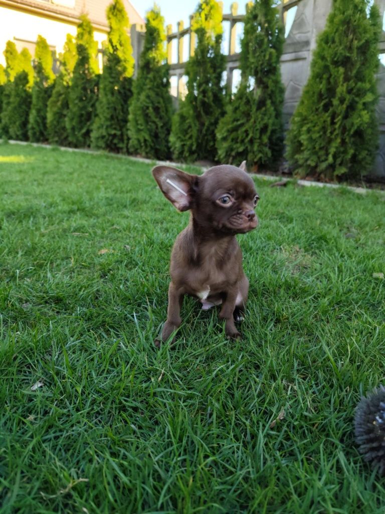 Czekoladowy chłopiec Chihuahua gotowy do zmiany domku