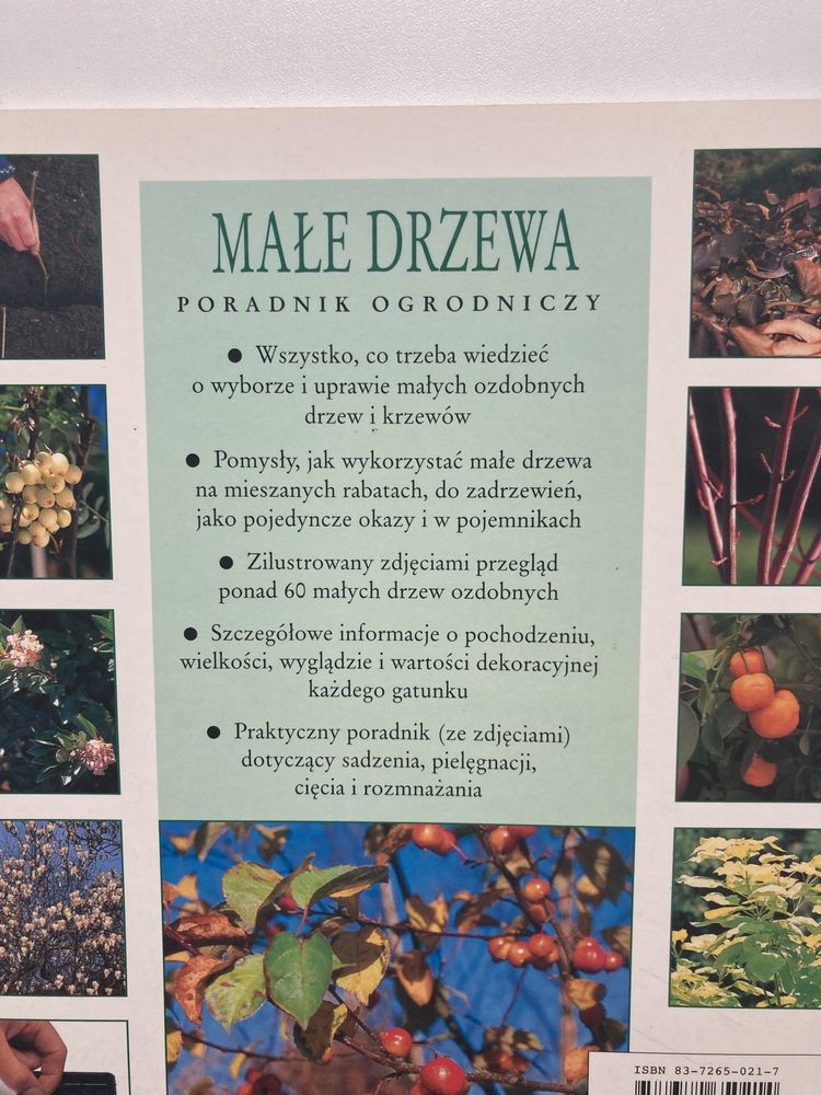 Małe drzewa - poradnik ogrodniczy