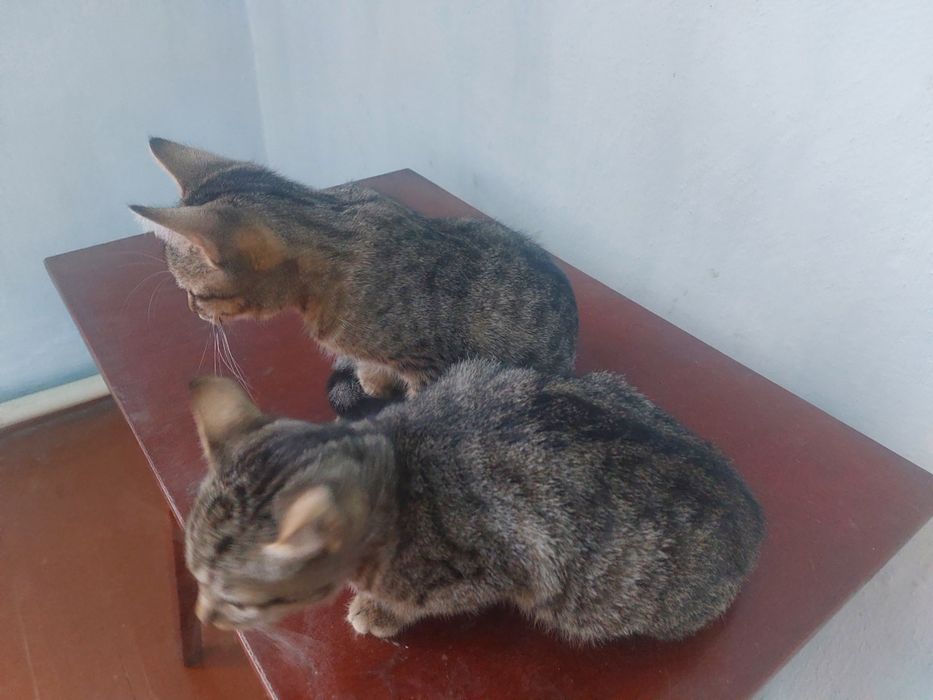 Котики хлопчик і дівчатка шукають родину