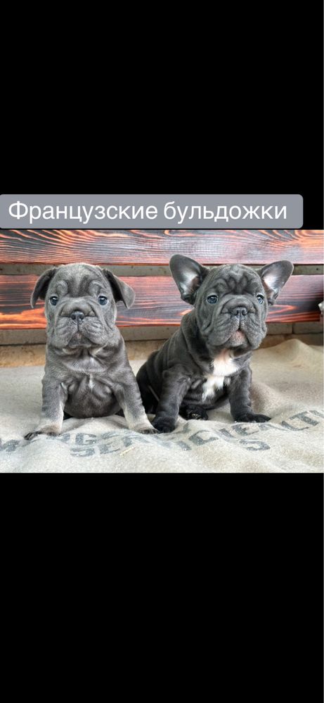 Французские бульдожки! Выбор!