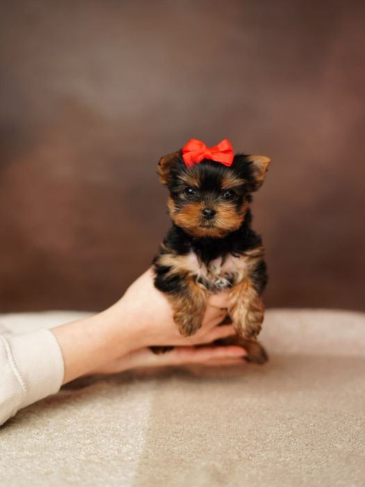 Йоркширские красотульки