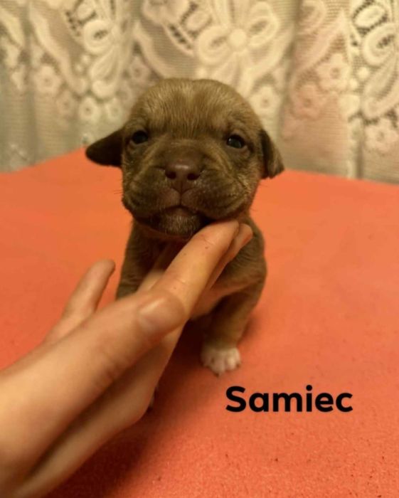 oddam w dobre ręce szczeniaki rasy pitbull