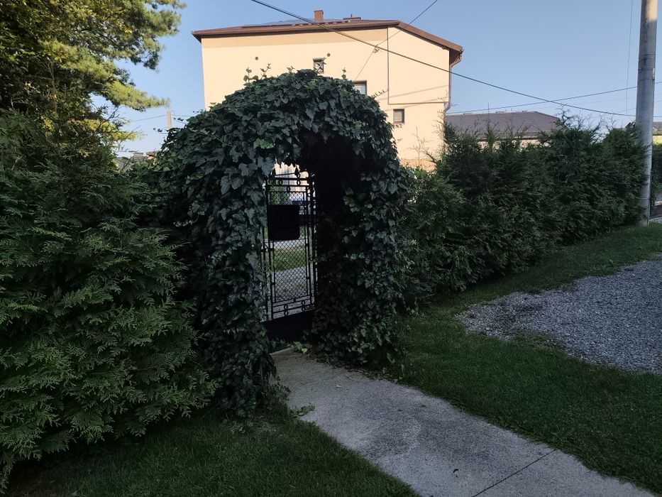 Sprzedam tuje duże piękne