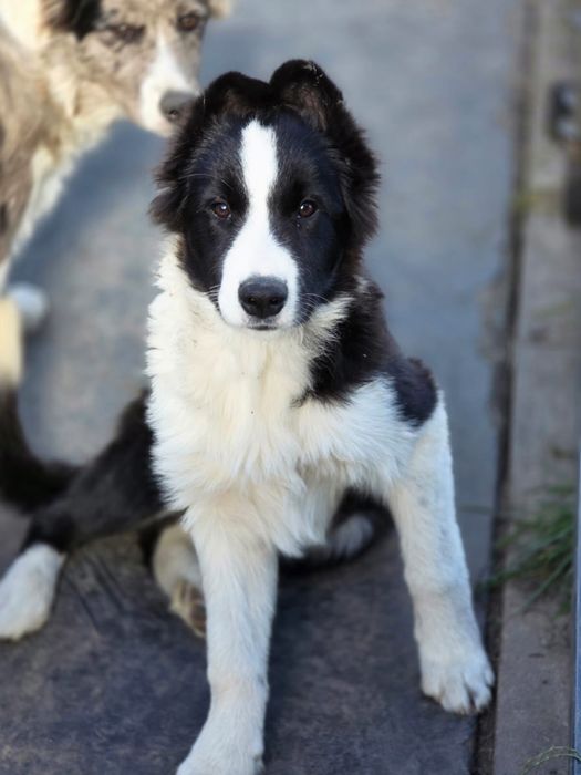 Border Collie chłopiec ZKwP