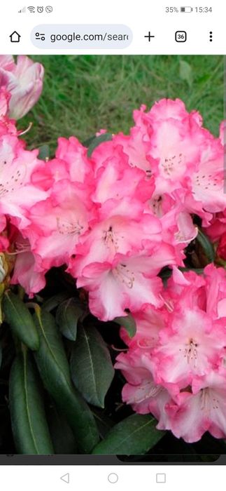 Рододендрон Аркадіус, Емануела, Дотелла Акція, великі