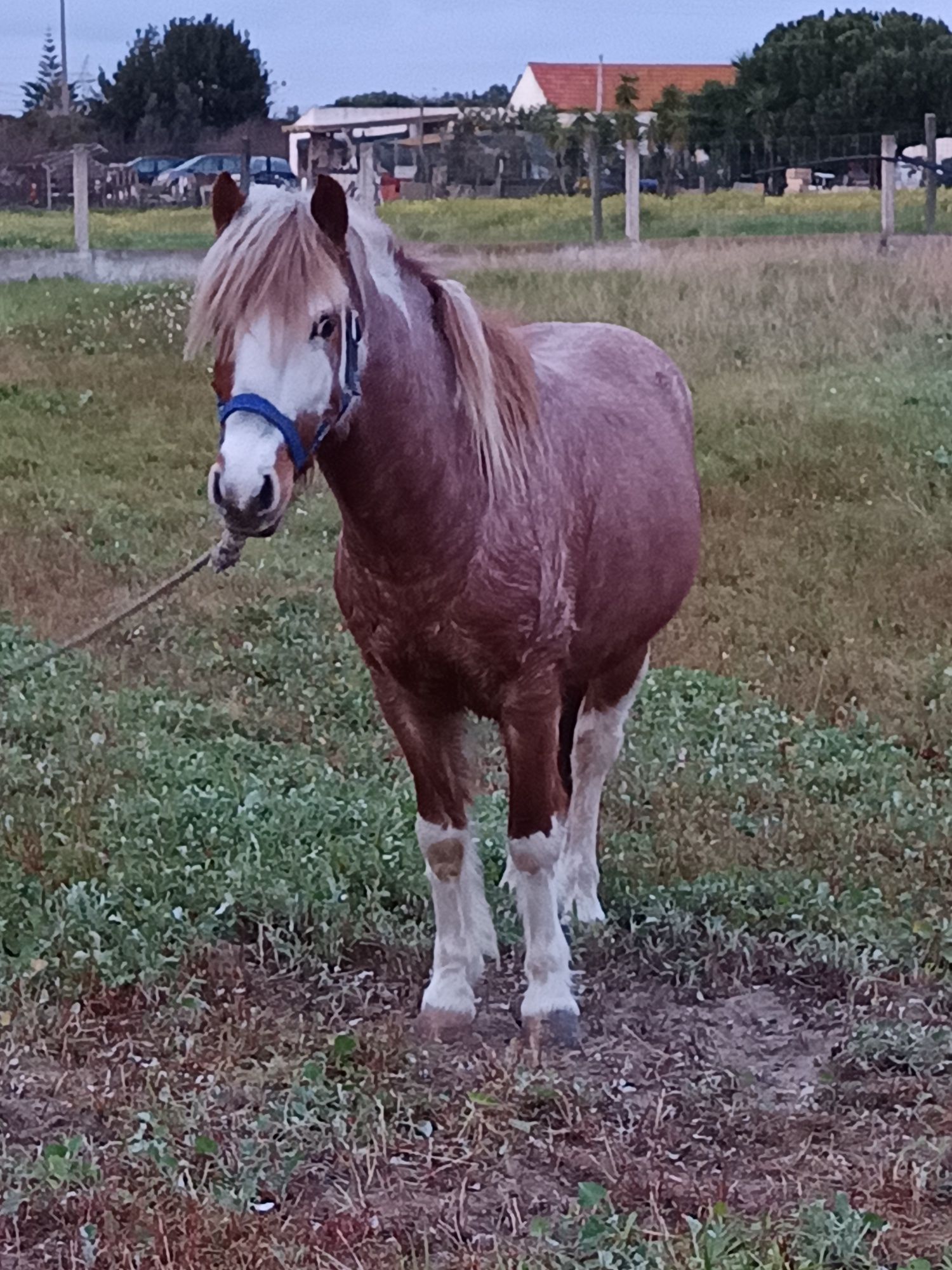 Cavalo pequeno ..
