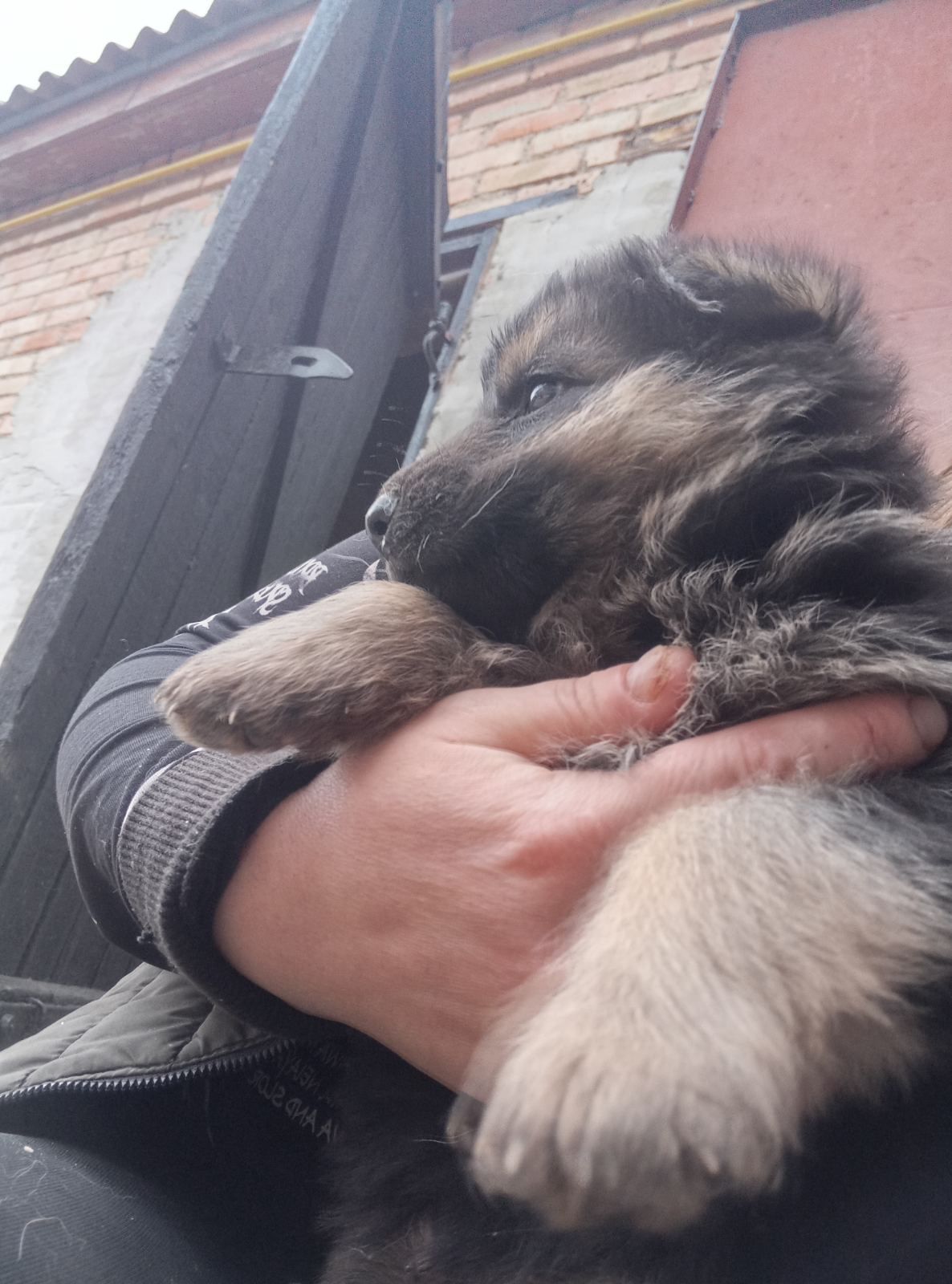Продам цуциків німецьких вівчарок