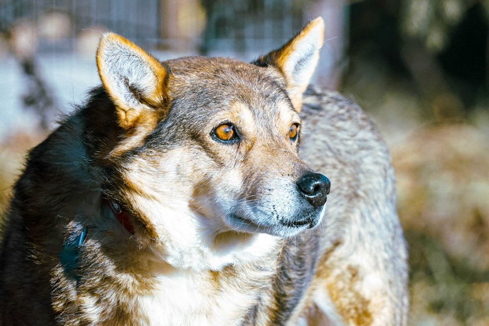 VISTO - starszy psiak błaga o dom