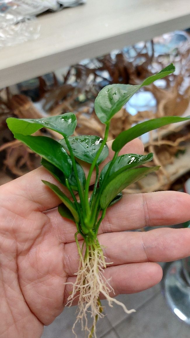 Anubias Wrinkled Broad Leaf MASSON