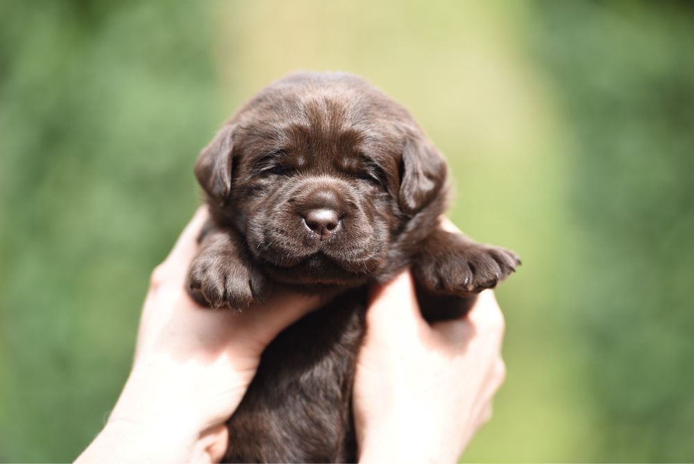Labrador Retriever czekoladowe szczenieta