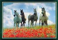 pocztówka koń konie arab Eq 79