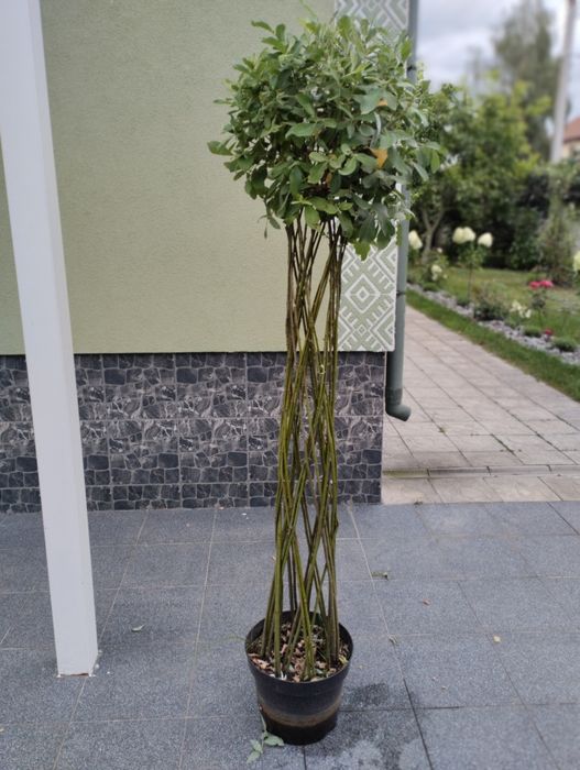 Верба плетена куля