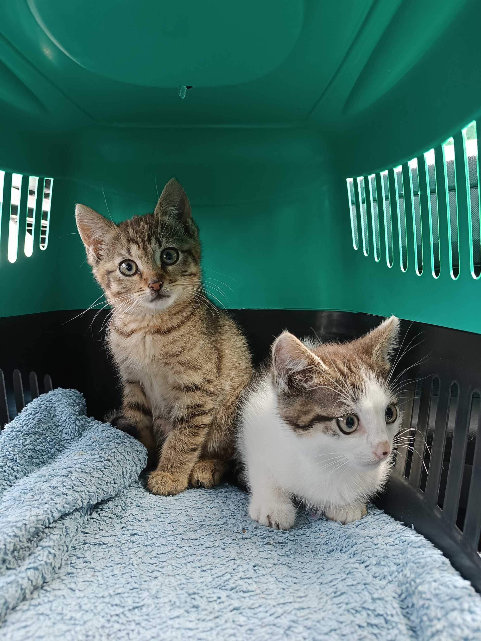 Kotki do adopcji
