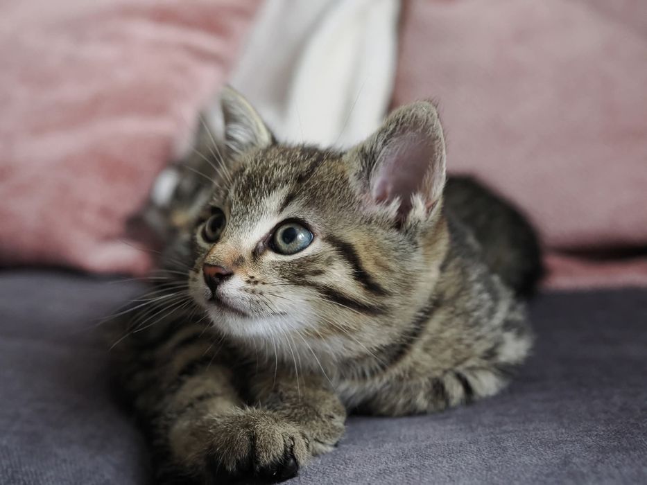 Do adopcji dwie kotki - siostry szukają domu