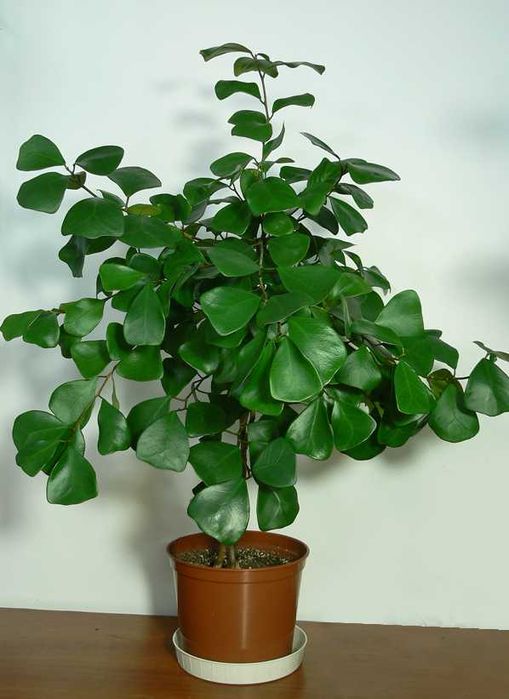 Фікус триангулярис (трикутний)