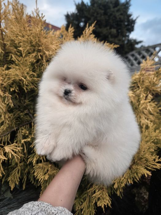 ZKwP Szpic miniaturowy FCI pomeranian BOO z rodowodem.