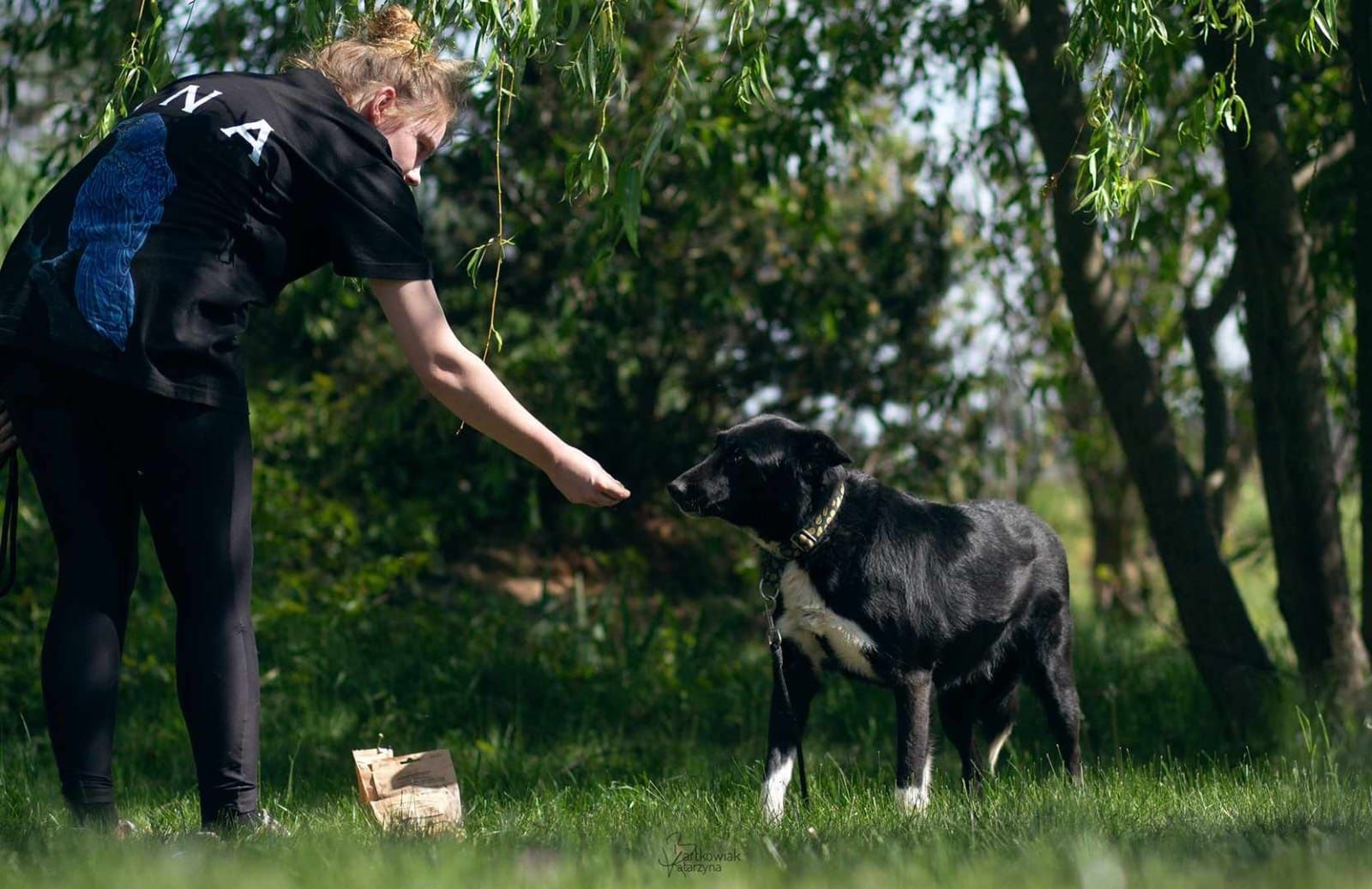 Domino 4 lata mix border collie