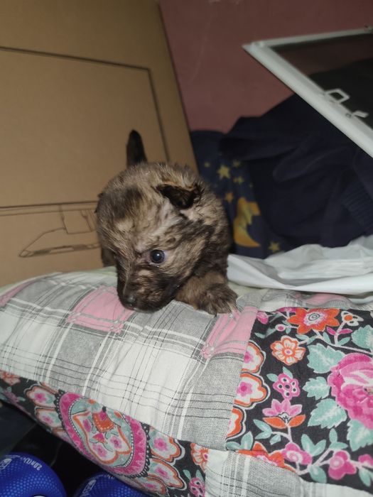 Дівчинка, буде маленька, 1,5 м цуцик, щенок