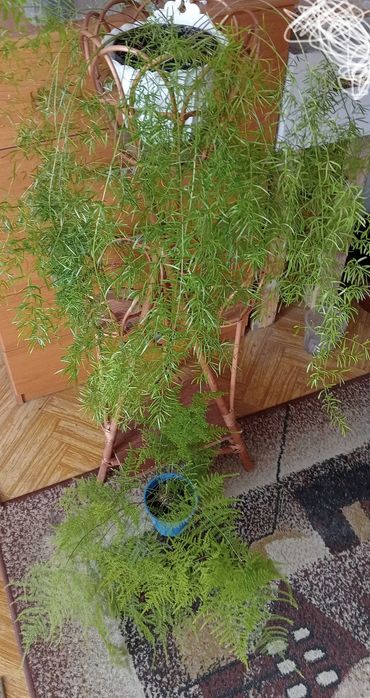 Sprzedam asparagus i paprotkę