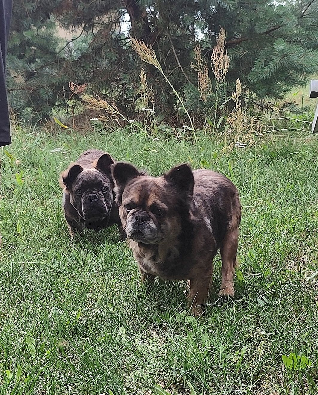 Buldog francuski piesek