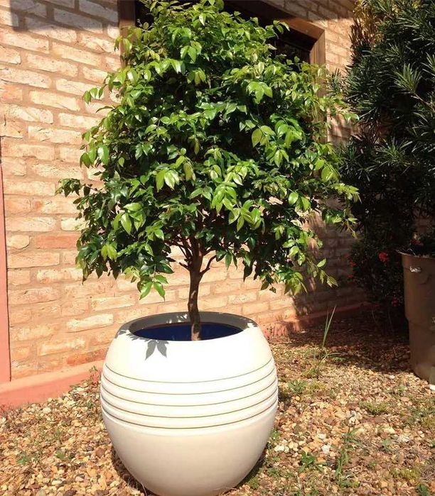 Jaboticaba,Varias especies hibridas, boa pra bonsai, já adaptada