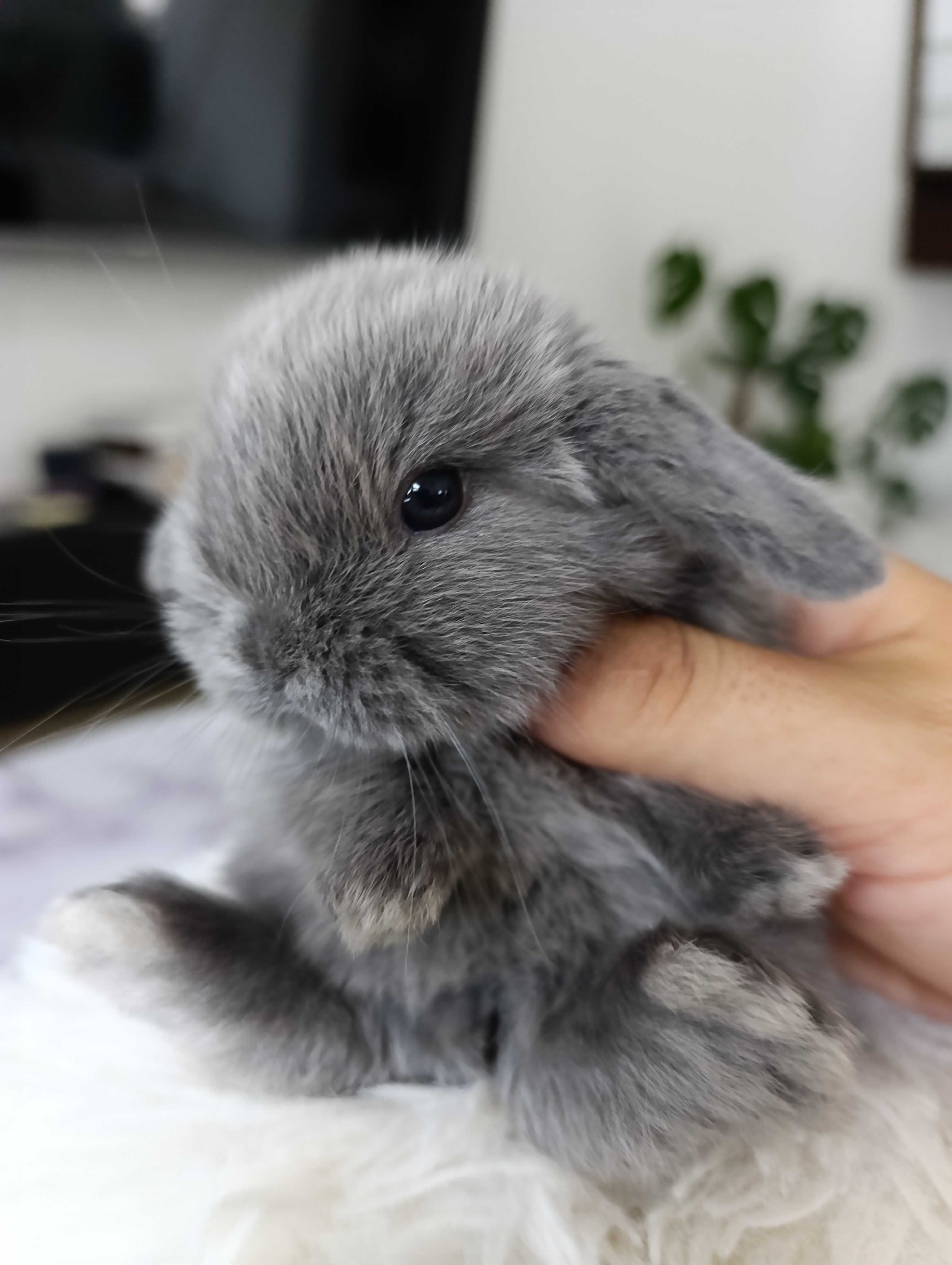 Mini lop karzełek Teddy hodowla zarejestrowana