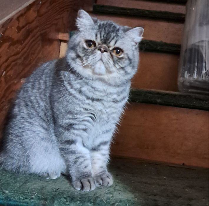 Kocurek egzotyczny 8 miesięczny,  Warszawa