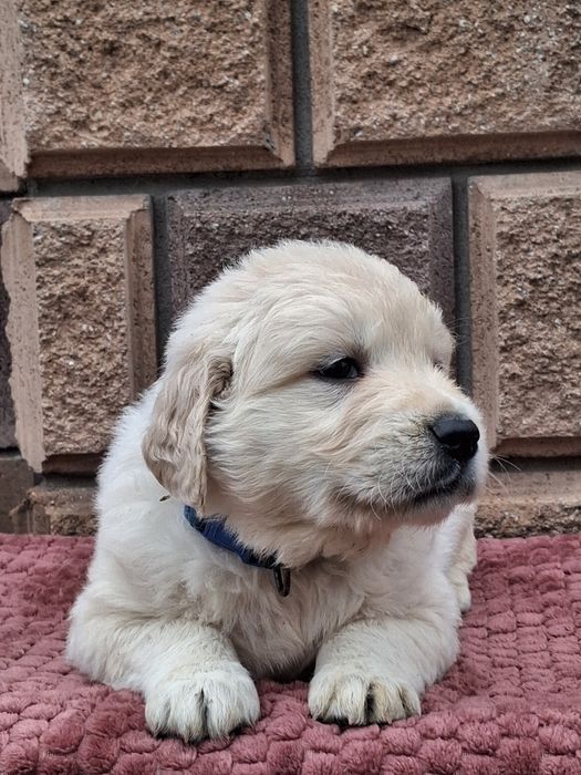 Золотинка-хлопчик від Чемпіонів