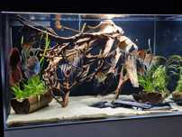 Korzeń do akwarium, terarium, ozdoba zbiornika