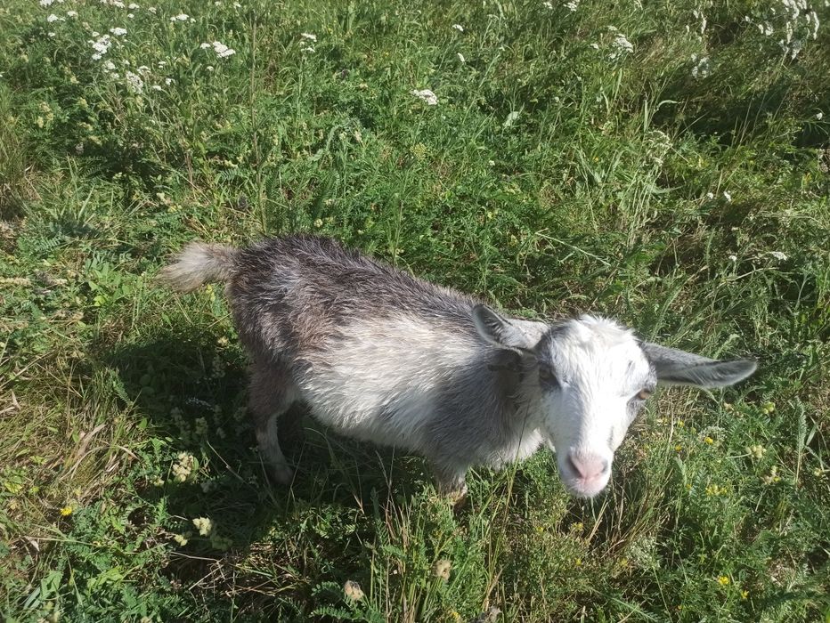 Продам дуже гарну козочку безрожка