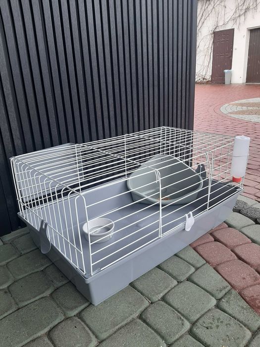 Króliki baranek miniaturka karzełek mini lop