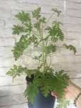 Rosliny lecznicze żyworódka geranium anginka aloes