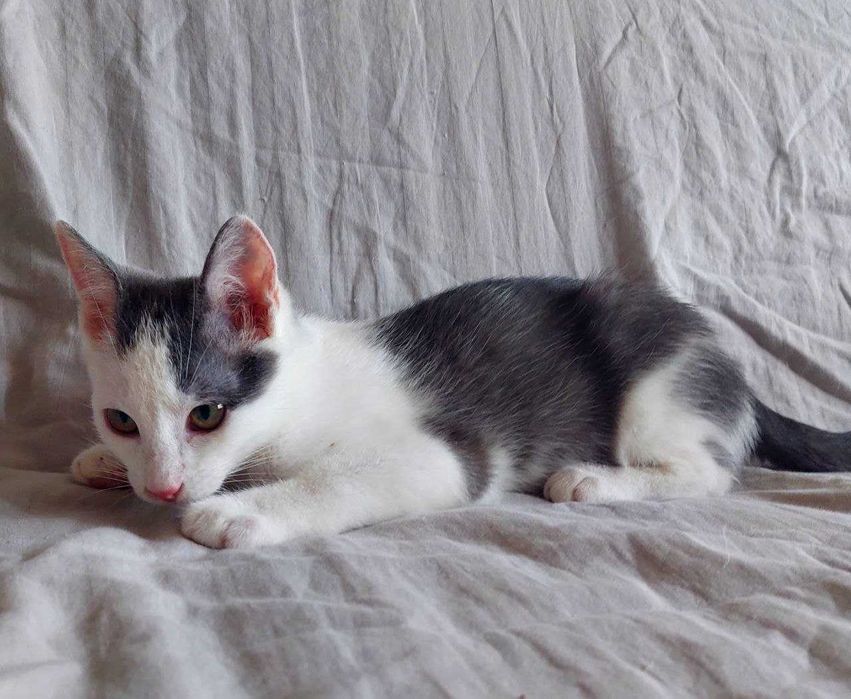 Кошенятко у добрі руки