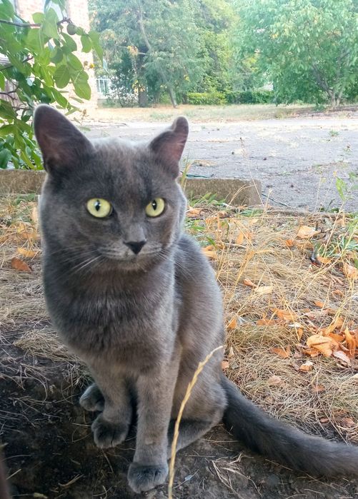 Чистокровний британець