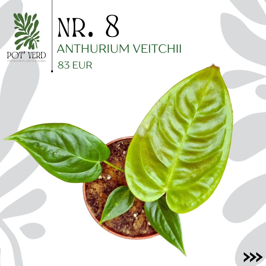 Anthurium VEITCHII (Planta RARA!!)