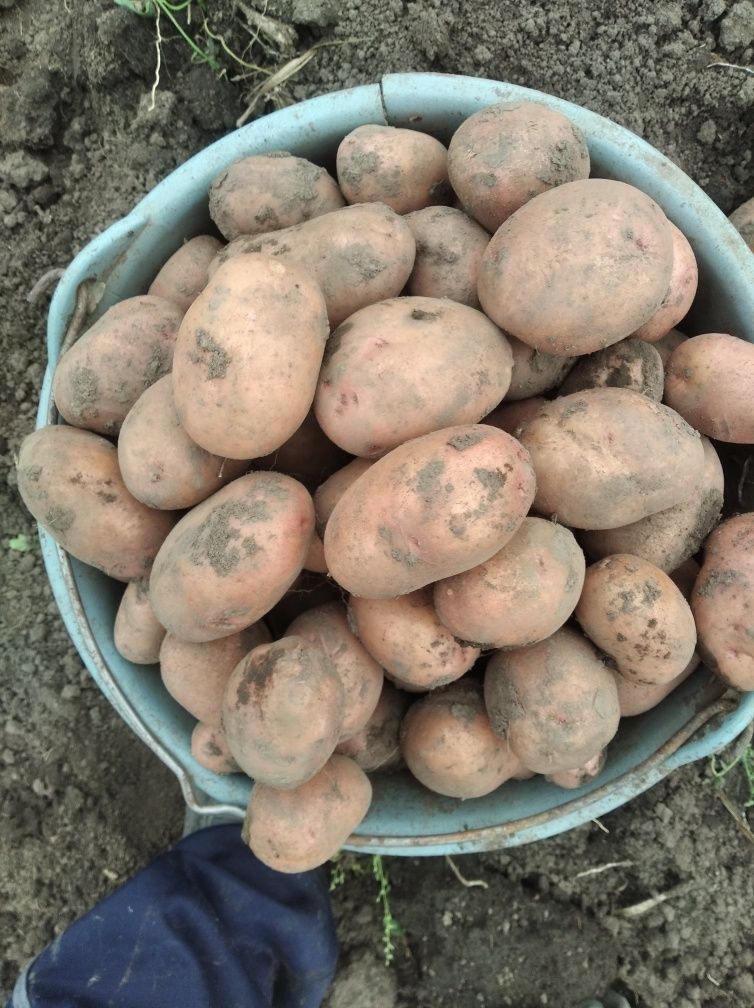 Продам насіння картоплі різних сортів