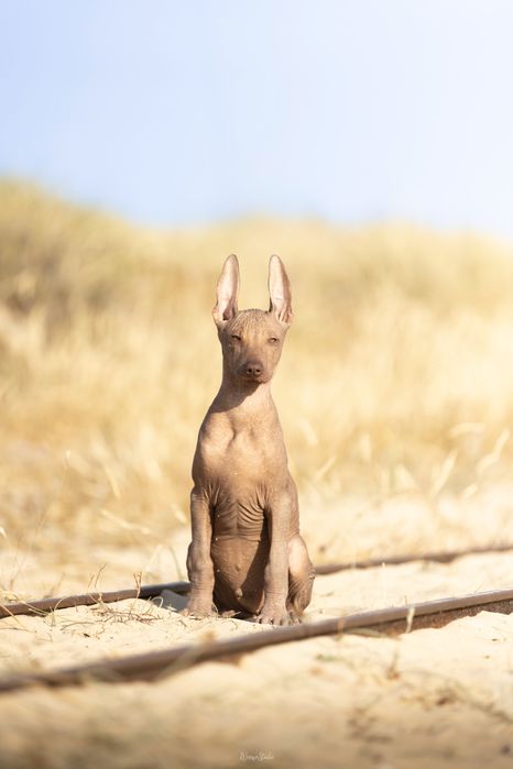 Cao Sem Pelo do Mexico - Lyborius Legacy