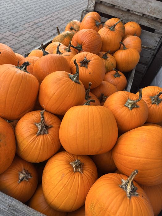 Dynia halloween rozmiar srednia