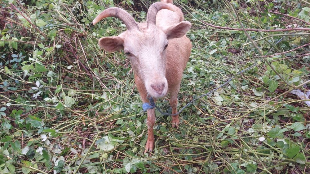Vende se cabras e chibos