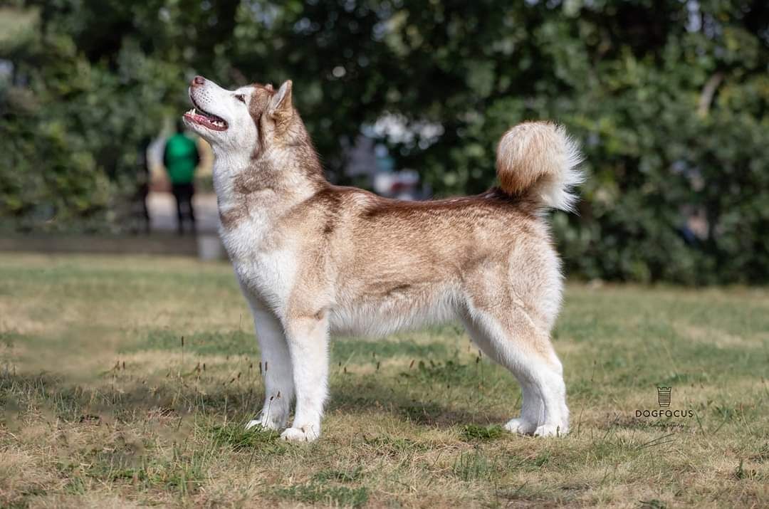 Alaskan Malamute odbiór listopad 2025