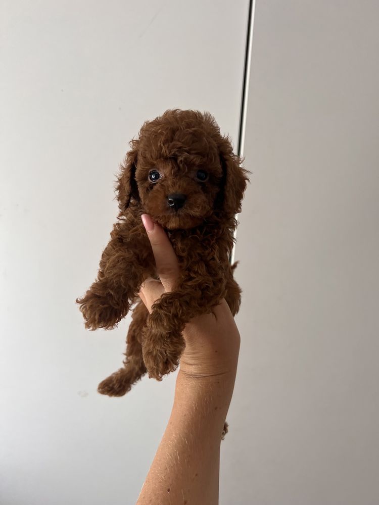 Pudelek toy chlopak chinskie pochodzenie