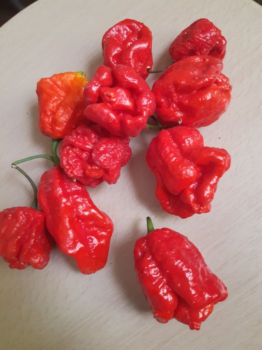 Продам перец Каролина  Рипер