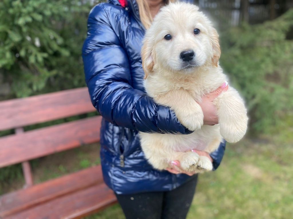 Golden Retriever szczeniak